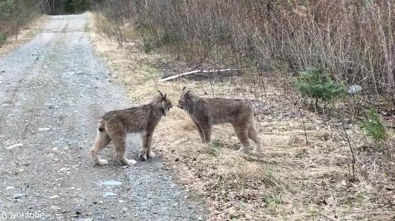 オオヤマネコ2匹がケンカすると ああ やっぱり猫だ 動画 らばq