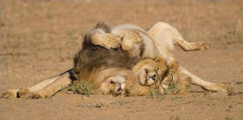 酔いつぶれたライオン04