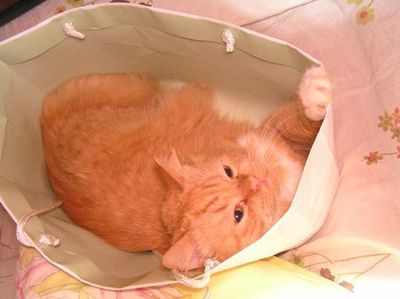 狭い所に入りたがる猫14