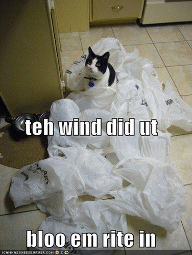 ペットがあなたの留守中にすること23