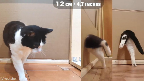 猫が通れる穴のサイズを実験04