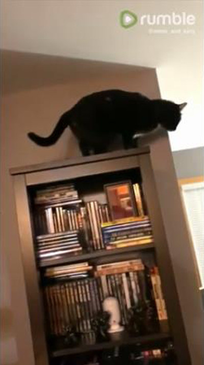 同居猫のジャンプに全力で驚く猫03