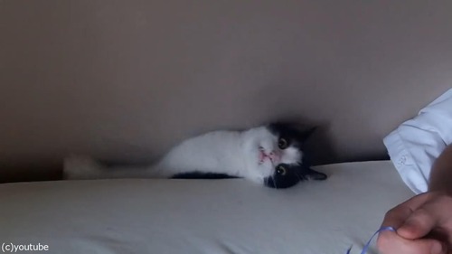 ǭ���٥åɤη�֤˵ۤ����ޤ��04