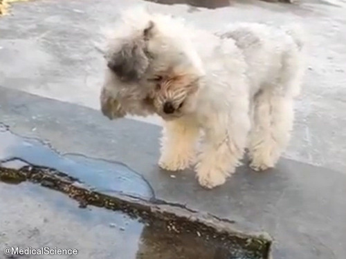 犬「この動く物体は何だろう？」水面に写る自分を楽しむ