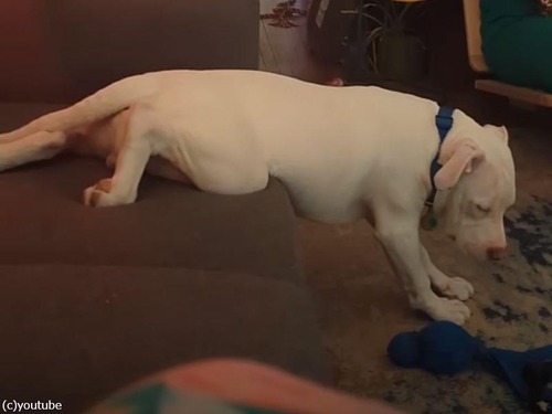 ソファから降りる途中の犬がウトウト…睡魔に負けて困ったことになる（動画）