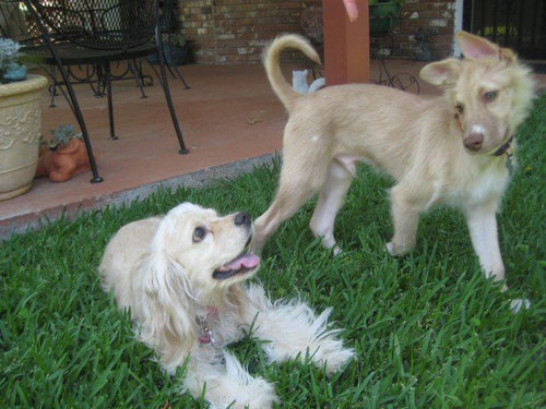 子犬を拾った25