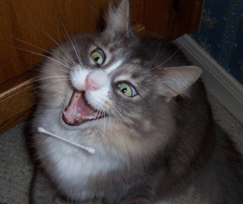 猫の綿棒キャッチ11