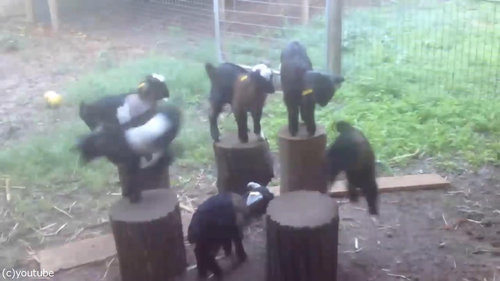 �ҥ䥮�����Υ�����ꥲ����02