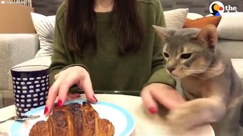 猫「クロワッサンください」01