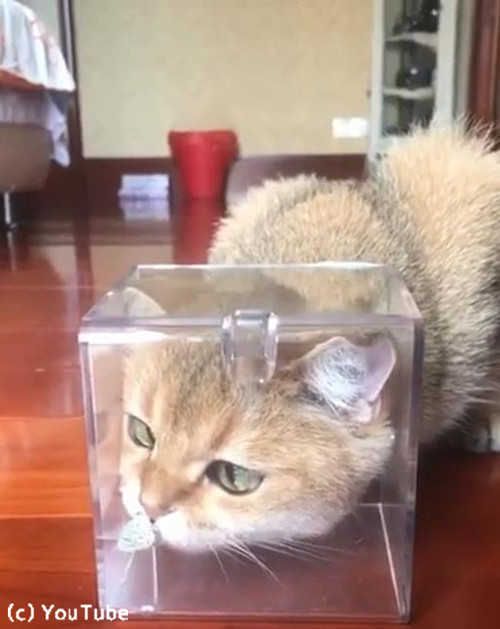 お鼻に蝶々がとまって困惑する猫02