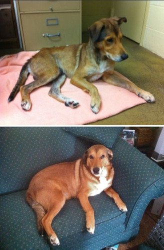 救助された犬や猫16