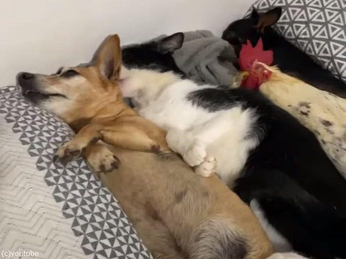 ニワトリと猫と犬が添い寝