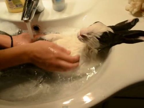 お風呂で極楽気分のウサギ01