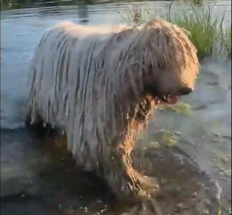 モップが川で泳いでる よく見ると犬だった 動画 らばq