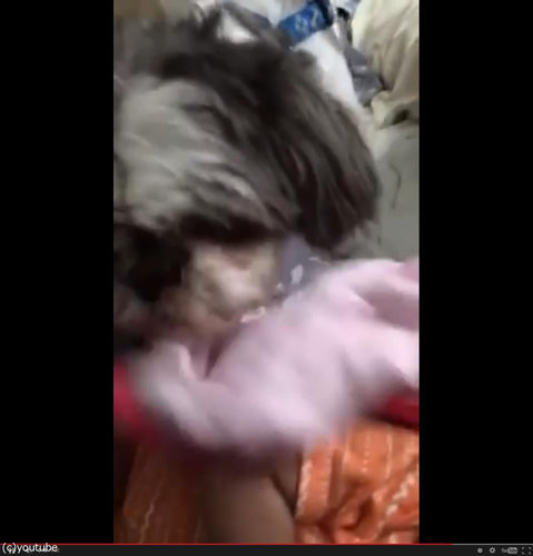 赤ちゃんにブランケットを掛けてあげる犬06