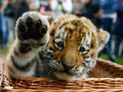 ハイタッチ動物00