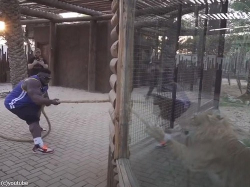 動物園でライガーと綱引き