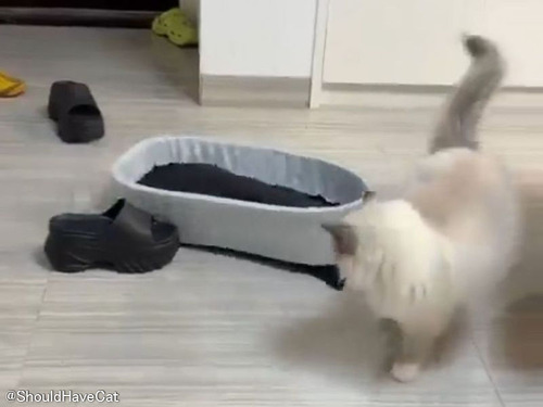 猫「ベッドが襲ってきたっ!?」悪夢のようなカワイイ戦い