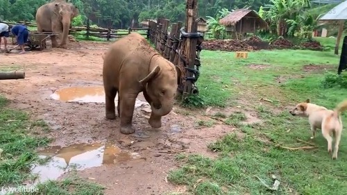 ��󥳤��ɤ������褦�Ȥ��Ƴ���֤���󥾥�01