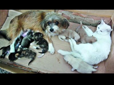 一緒に子育てする犬と猫00