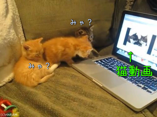 猫動画を見た子猫たち00