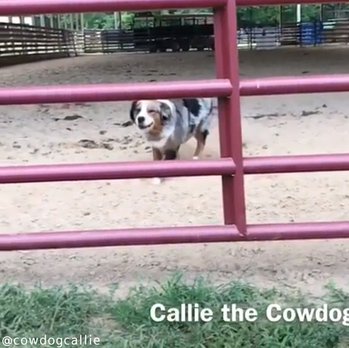 柵の飛び越え方がカッコよすぎる犬01