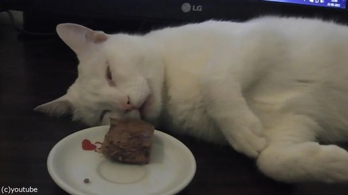 「この猫、夢を見てる」01