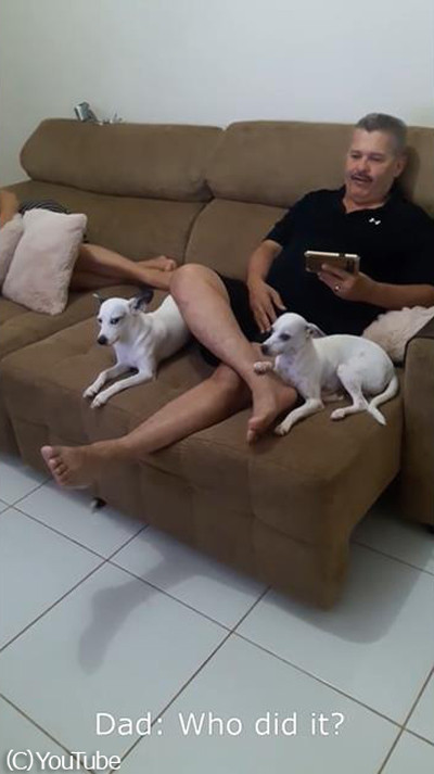 サンダルをかじったのは誰?バレバレな犯人02