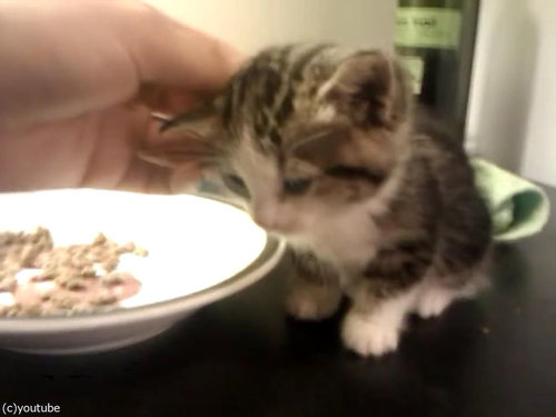 ご飯を食べる子猫…眠気に負ける06