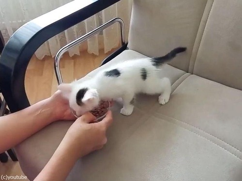 ��ǭ���ܤ����Τ��Ϥ���ܤ�Фޤ�04