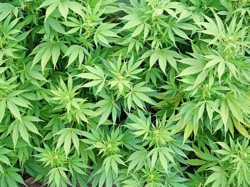 Google Earthで大麻畑を発見、逮捕00