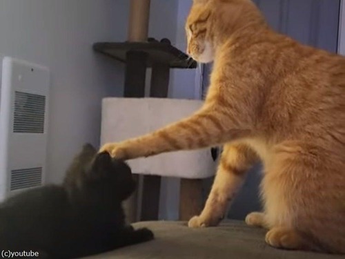 「おとなの威厳!?」子猫の額を足1本で押さえつける先住猫（動画）