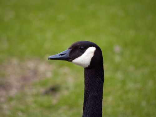 ポジティブなマガモ00