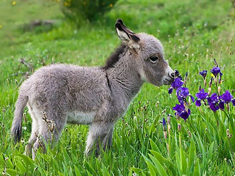 ロバの赤ちゃんがこんなにキュートだと知ってた 写真いろいろ らばq