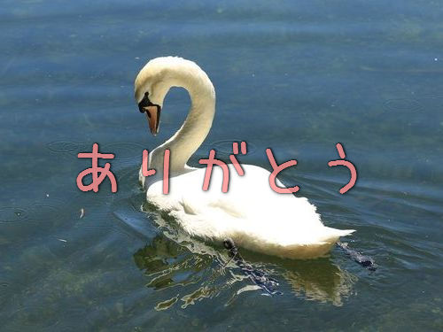 白鳥がお礼のハグ00