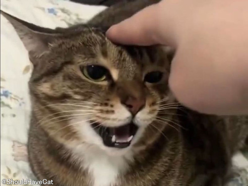 おでこをタッチするたびに猫が「にゃ～ん」と鳴く