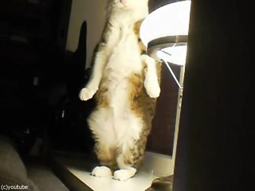 ǤΥ¹¥È¥ì¥Ã¥Á¤ò¤¤¤í¤ó¤Ê³ÑÅÙ¤«¤éį¤á¤Æ¤ß¤¿06