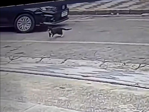 車に轢かれそうになった猫が…すごく幸運だったとき