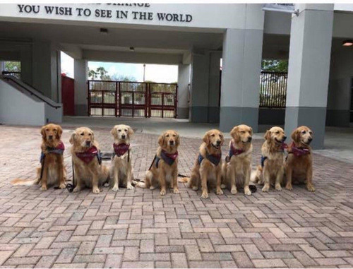 銃撃事件の高校でセラピードッグ01