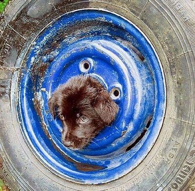 抜けなくなった動物たち08