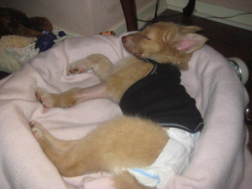 子犬を拾った17