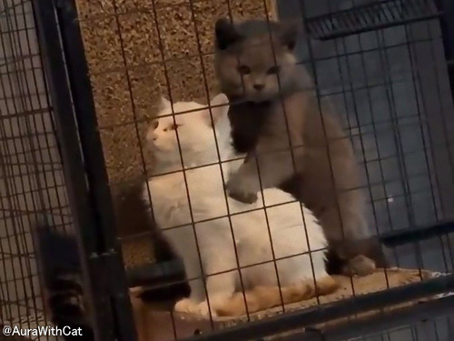 「この猫…マッサージが上手すぎない!?」ゴッドハンドによる施術