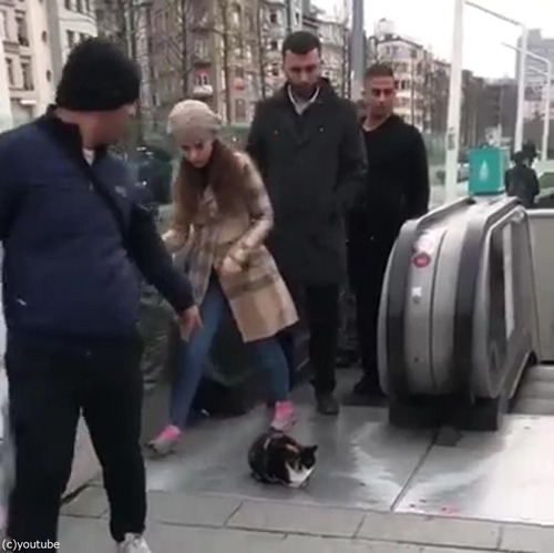 猫「知ったこっちゃねぇ」05