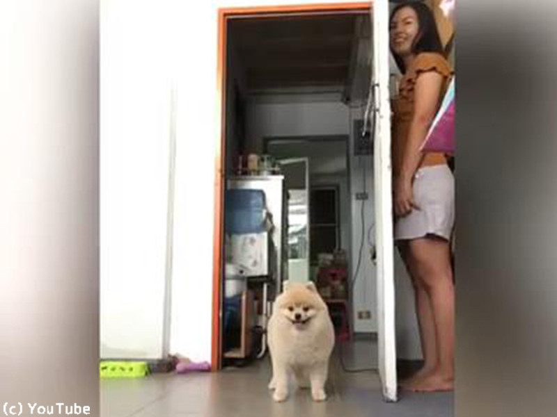 ポメと飼い主のかくれんぼ 表情がかわいい 動画 らばq ポメと飼い主のかくれんぼ 表情がかわいい 動画 らばq