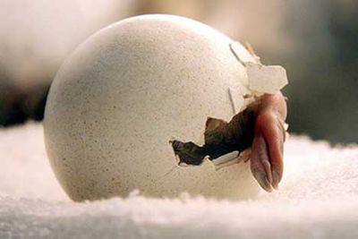 ペンギンのヒナが卵から出てくる一部始終01