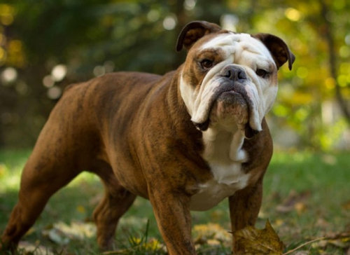 犬種は100年でこう変わった22