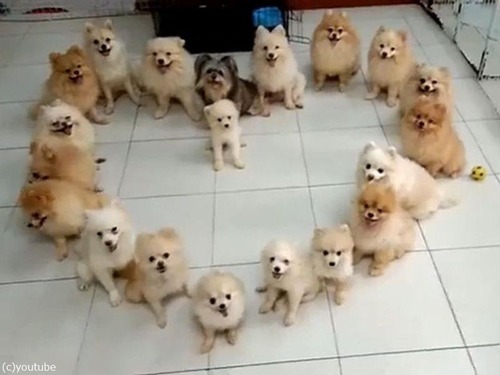 子犬でハートの形を作ると ずるいほどかわいい 動画 マピオンニュース