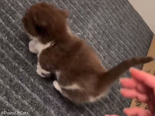 しっぽ収納機能つきの子猫