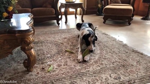 荷物運びを手伝ってくれるグレートデーン06