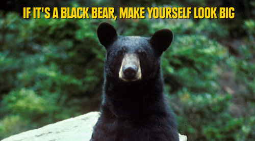 野生動物に遭遇したときのライフハック06